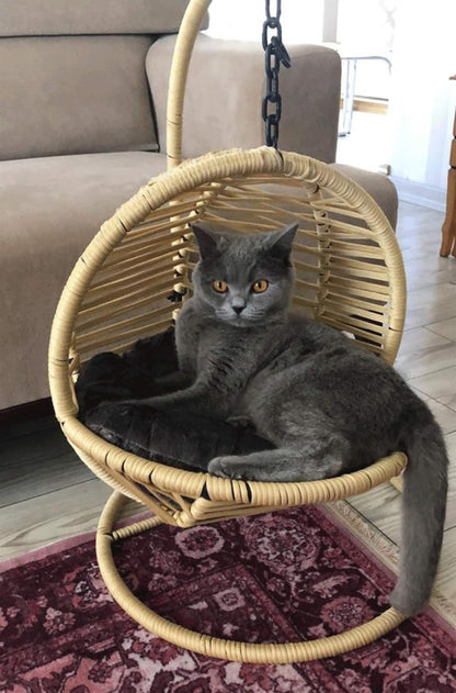 Cat/Dog Swing